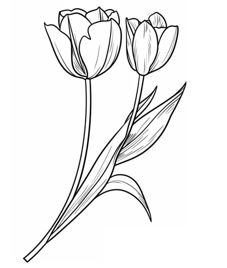 Tulipán Tisknutelný Zdarma omalovánka