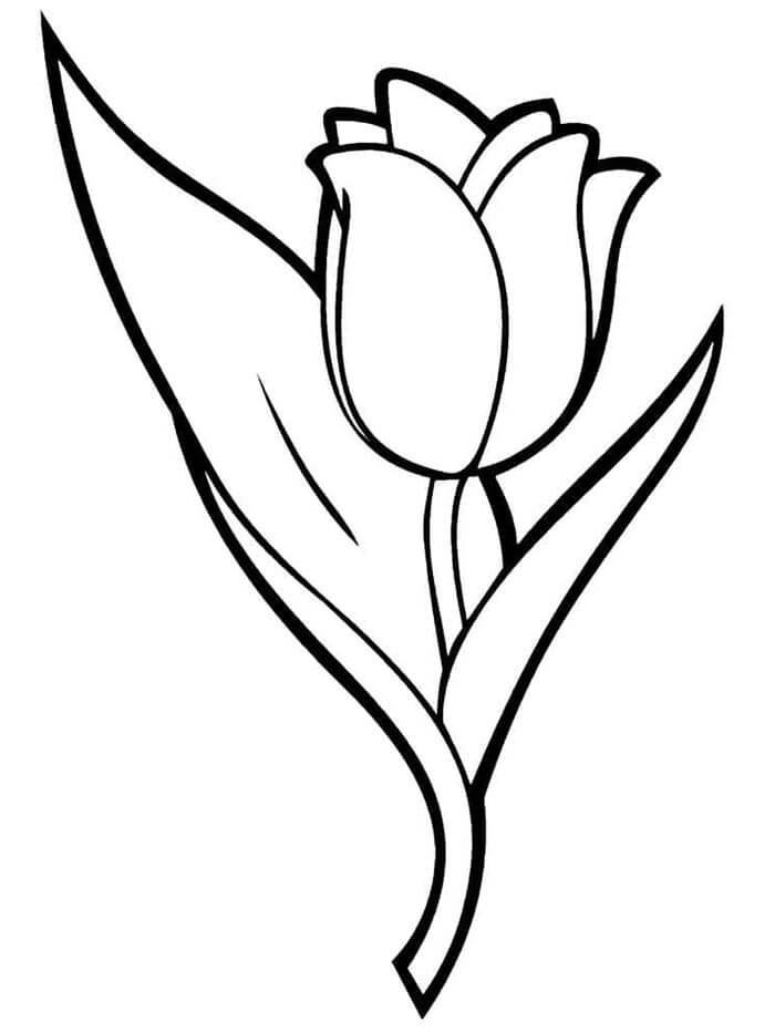 Tulipán Tisknutelný omalovánka