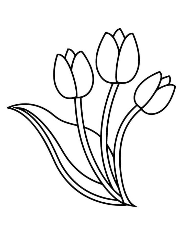 Tulipán Zdarama omalovánka