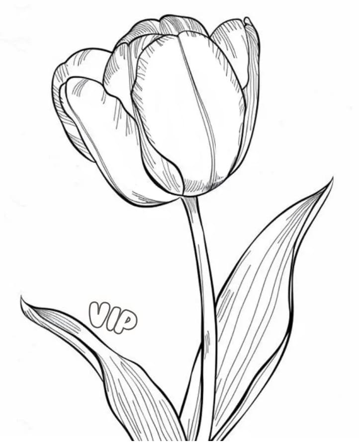 Tulipán pro 5leté Děti omalovánka