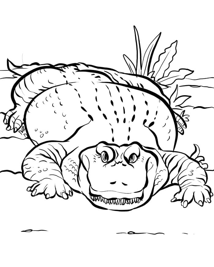 Velký Krokodýl omalovánka