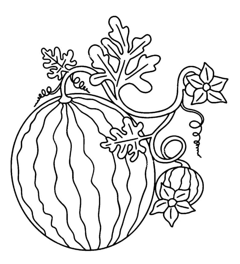 Velmi Jednoduchý Vodní meloun omalovánka