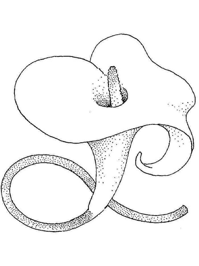 Velmi Krásný Lilie omalovánka