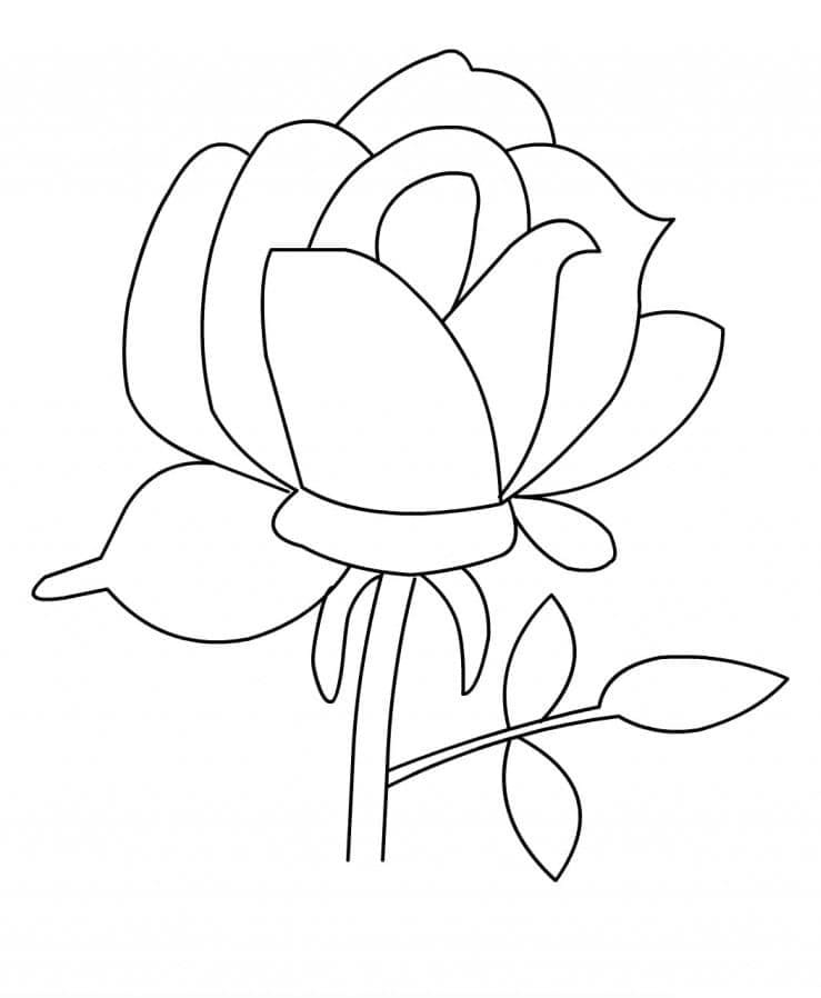 Velmi Krásný Růže omalovánka