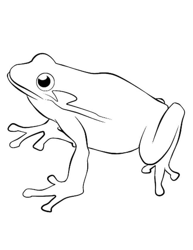 Žába Zdarma Vymalovatelné Obrázek omalovánka