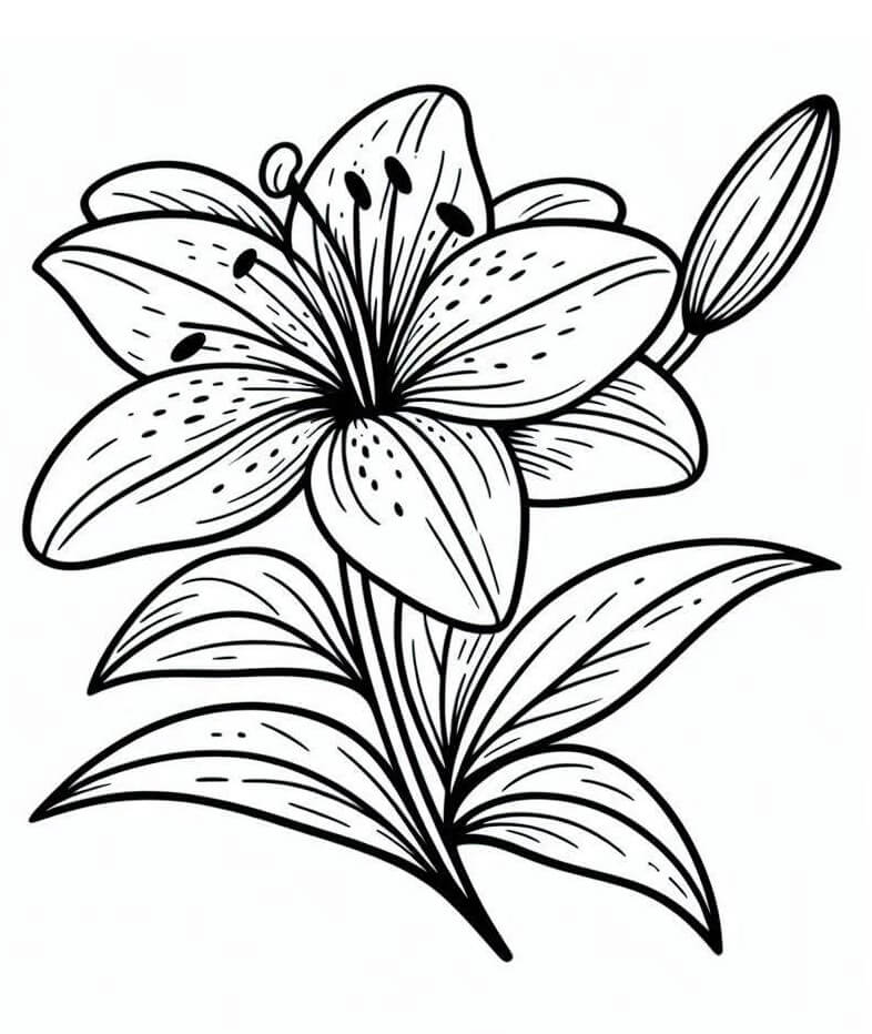 Základní Lilie omalovánka