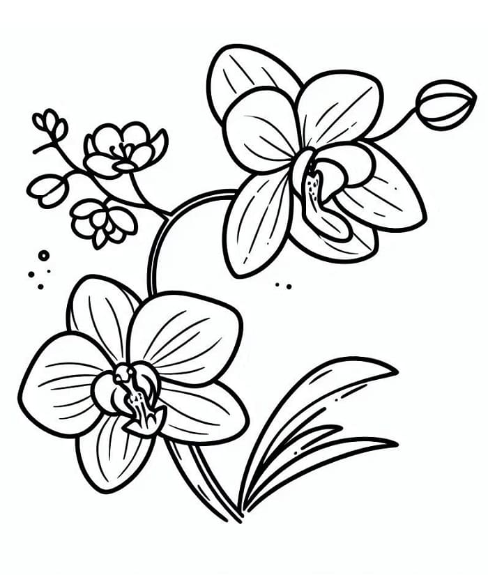 Orchidej omalovánky