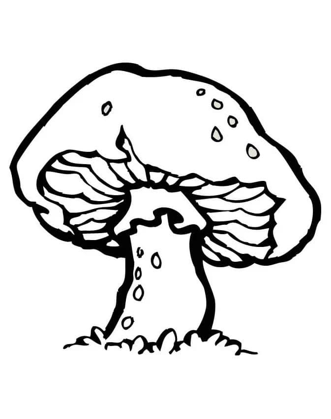 Zdarma Houba k Tisku pro Děti omalovánka