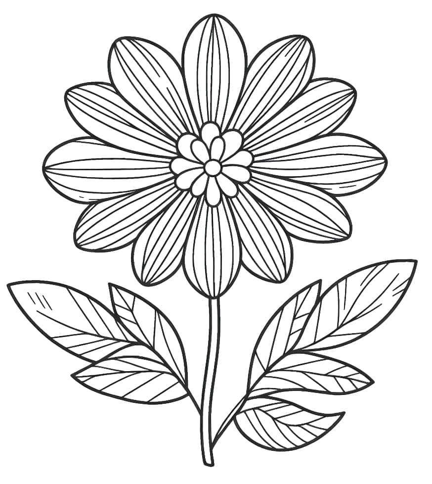 Zdarma Květina omalovánka