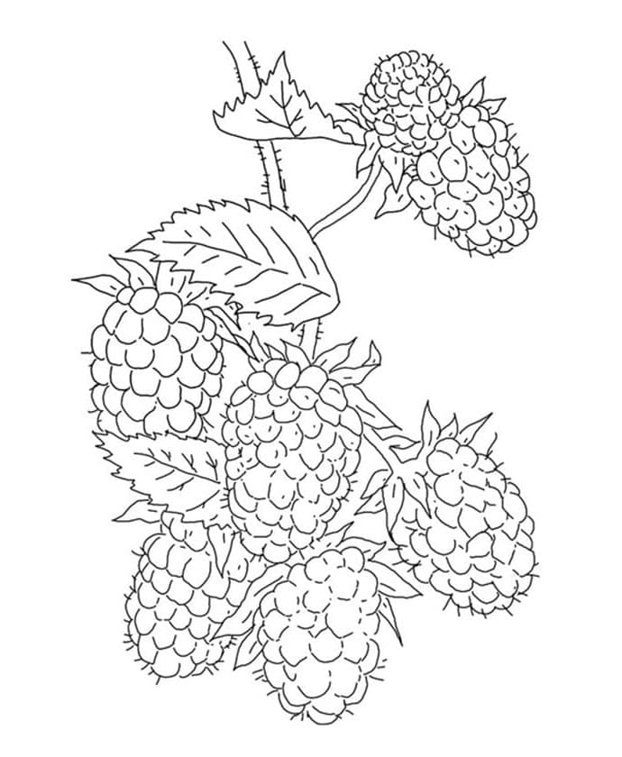 Zdarma Ostružiny k Tisku pro Děti omalovánka