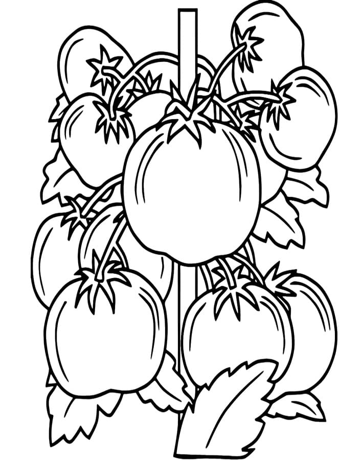 Zdarma Rajče Vymalovatelné omalovánka