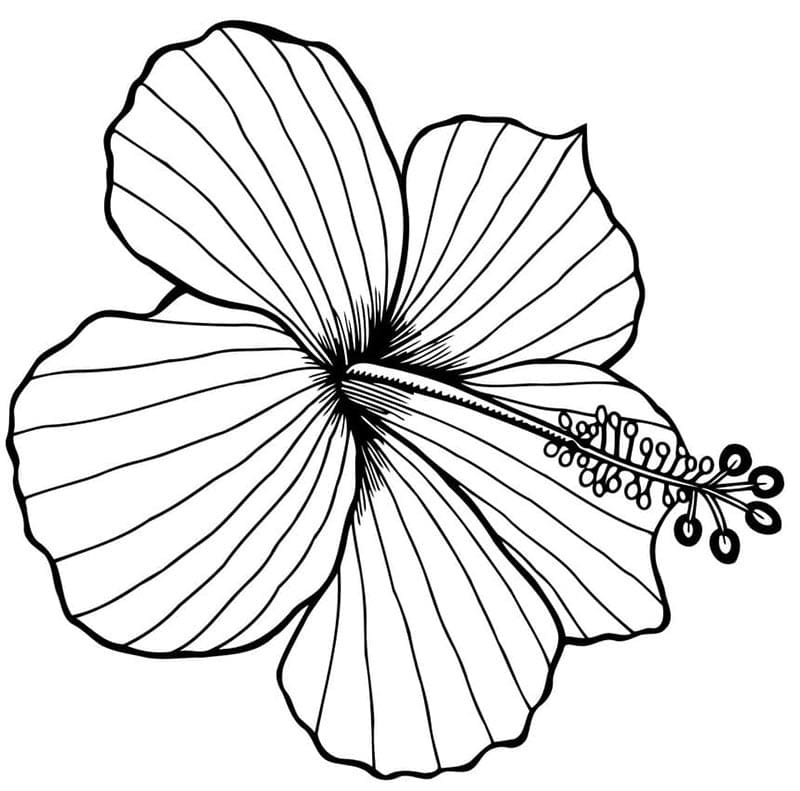 Zdarma Tisknutelný Ibišek omalovánka