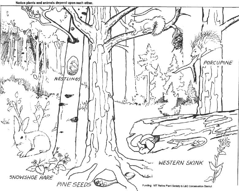 Zdarma Tisknutelný Les omalovánka