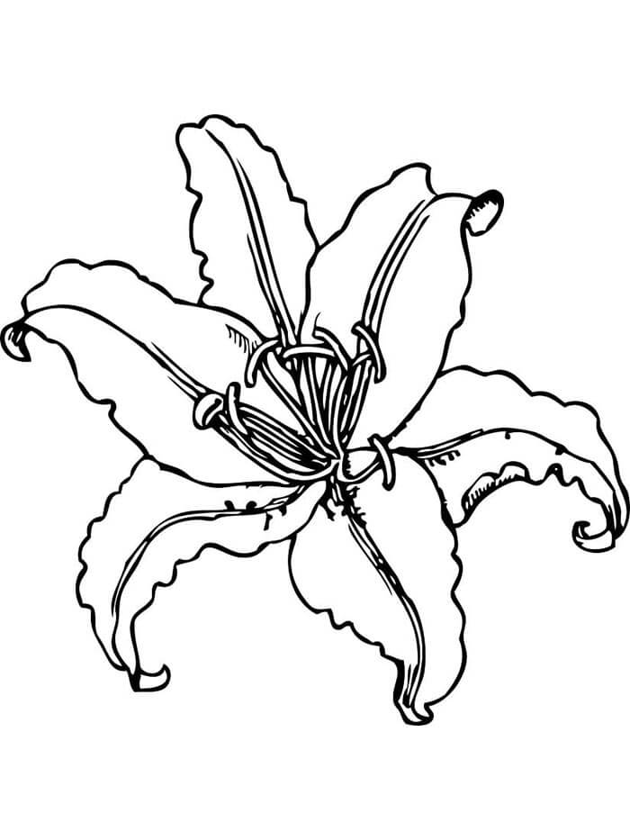 Zdarma Tisknutelný Lilie omalovánka