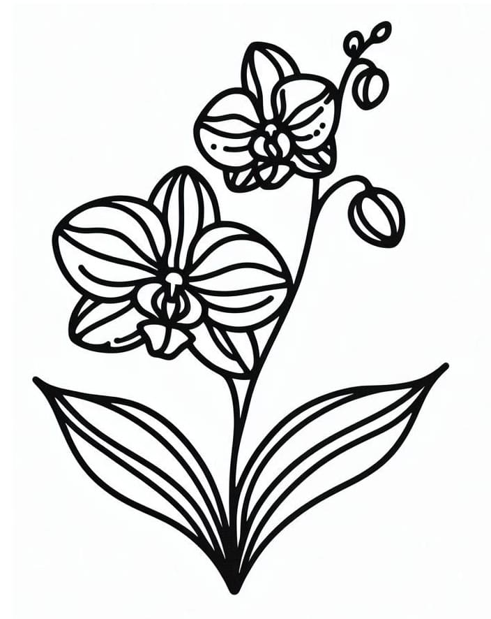Zdarma Tisknutelný Orchidej omalovánka