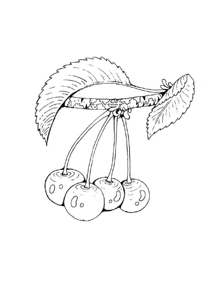 Zdarma Třešeň Vymalovatelné omalovánka
