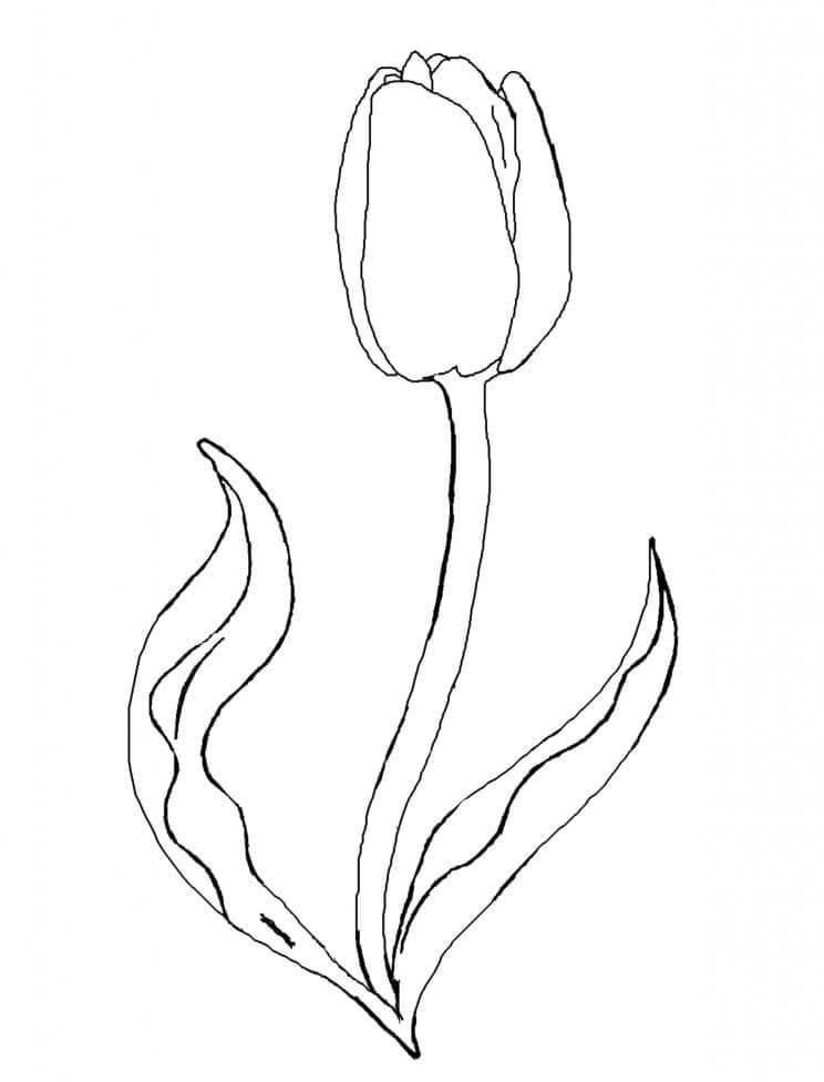 Zdarma Tulipán Obrázek omalovánka