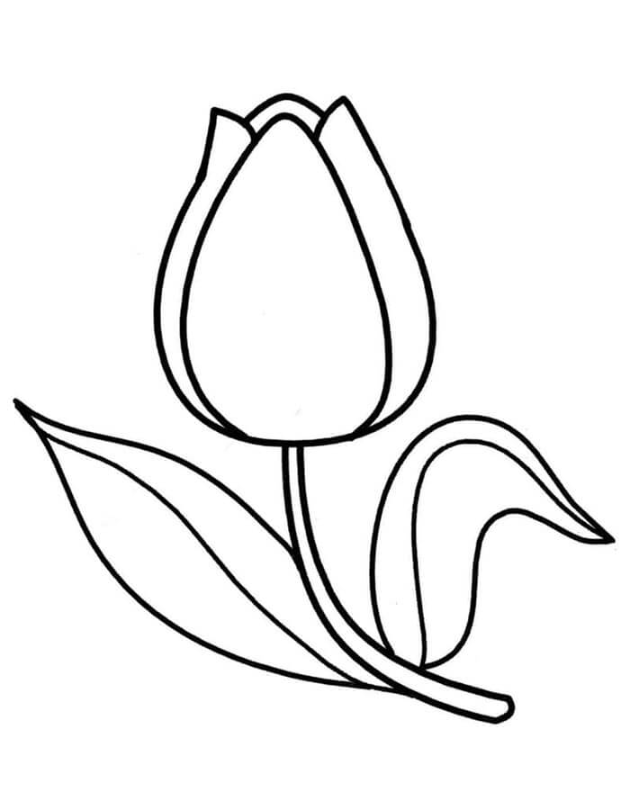 Zdarma Tulipán Vymalovatelné omalovánka