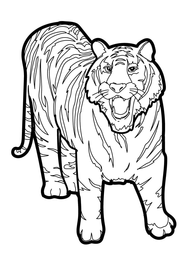 Tygr omalovánky