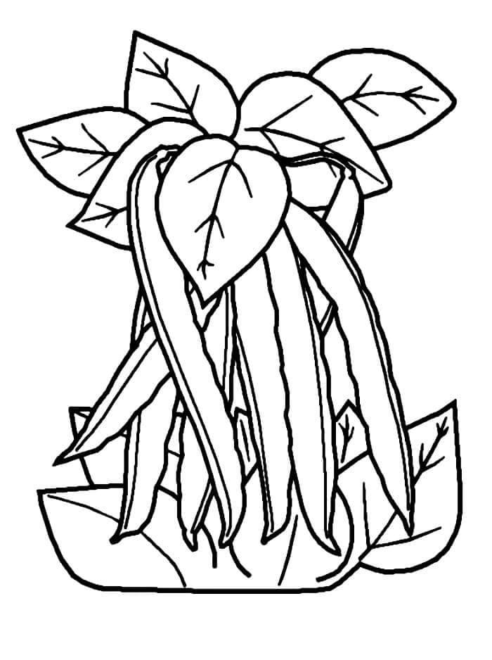 Zelenina Vymalovatelné pro Děti omalovánka