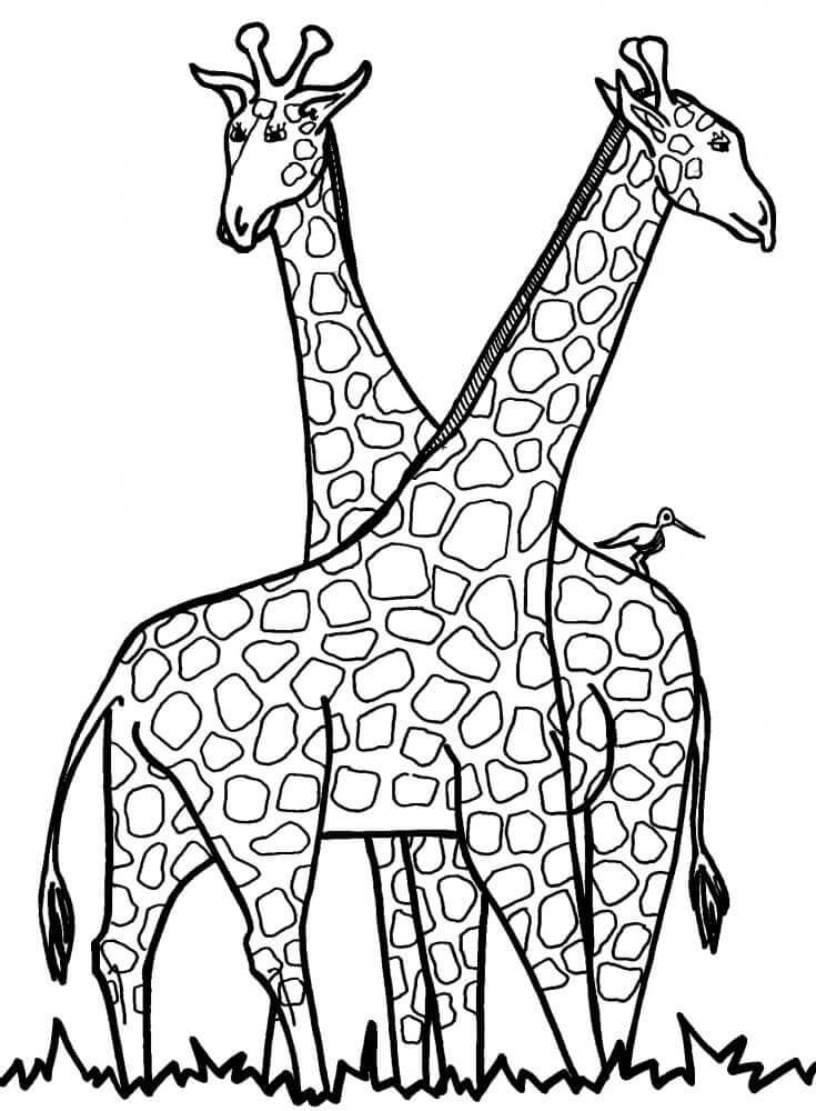 Žirafa pro 5leté Děti omalovánka