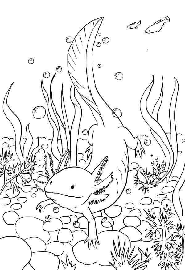 Axolotl Tisknutelný omalovánka