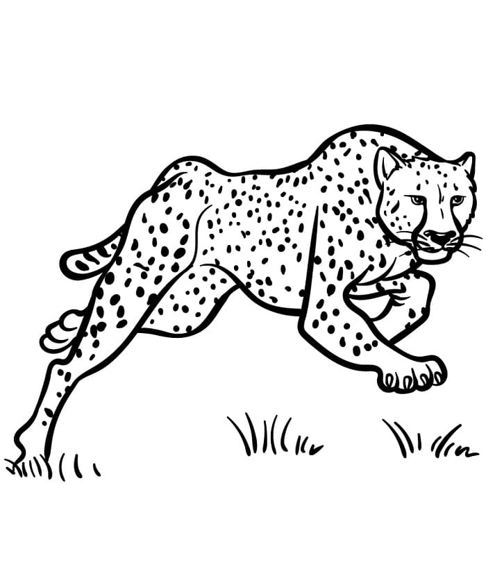 Gepard v Divočině omalovánka