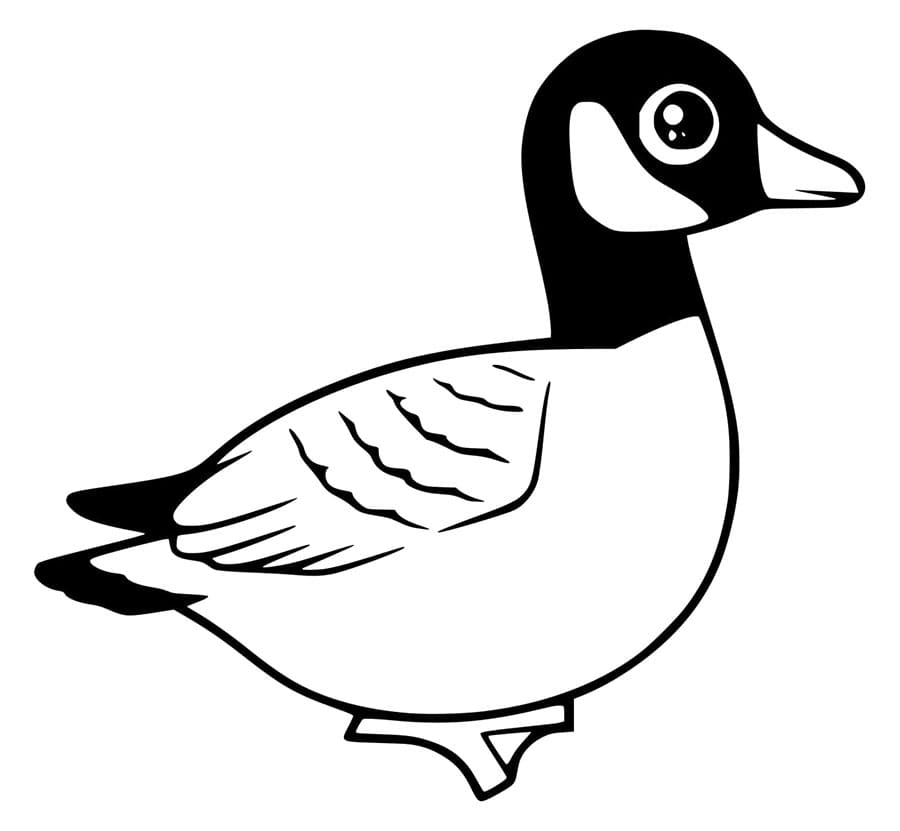 Husa Zdarma Obrázek omalovánka