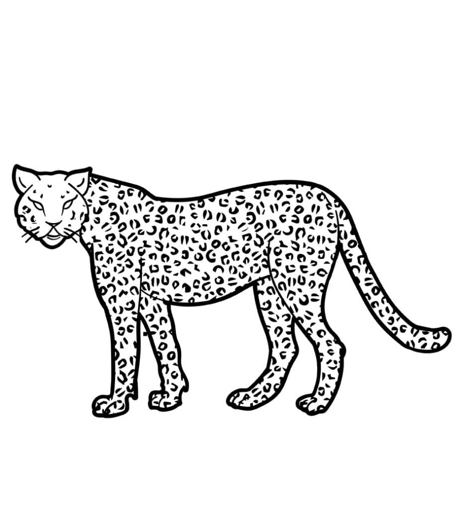 Omalovánka Jedna Gepard