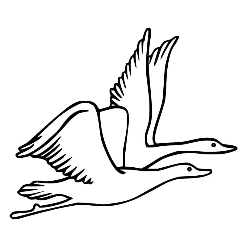 Jedna Husa omalovánka