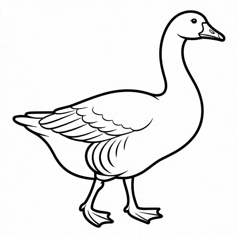Normální husa omalovánka
