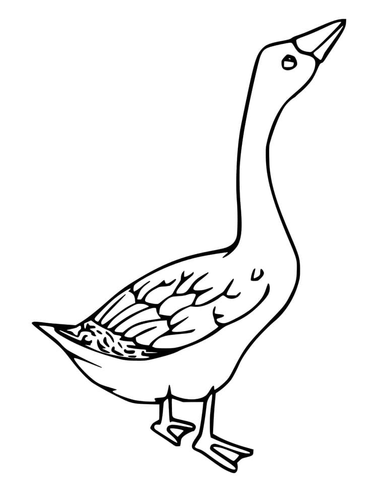 Rozkošná Husa omalovánka