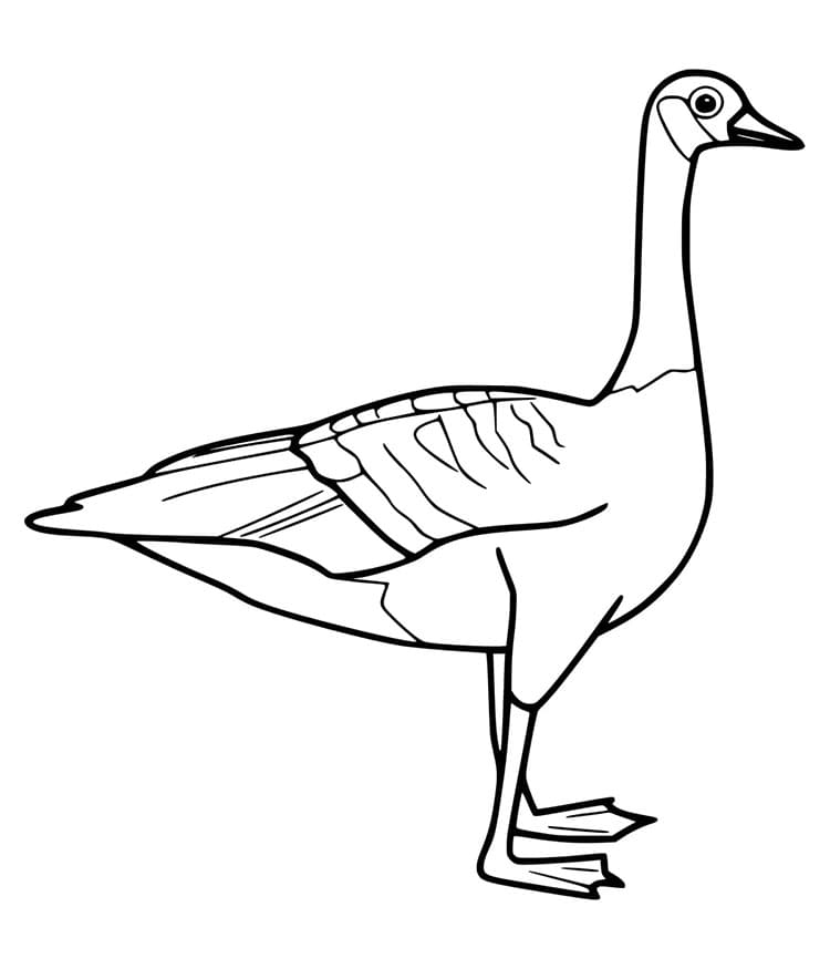 Snadná Husa omalovánka