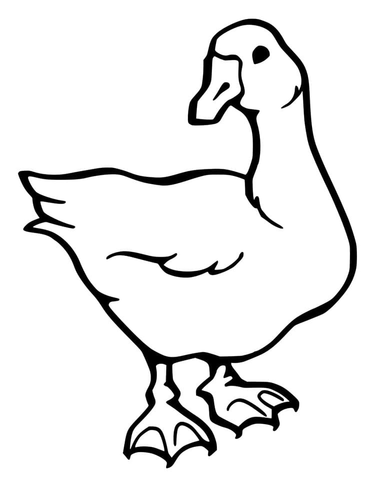 Základní Husa omalovánka