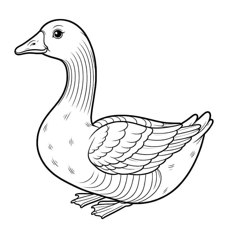 Zdarma Husa Obrázek omalovánka