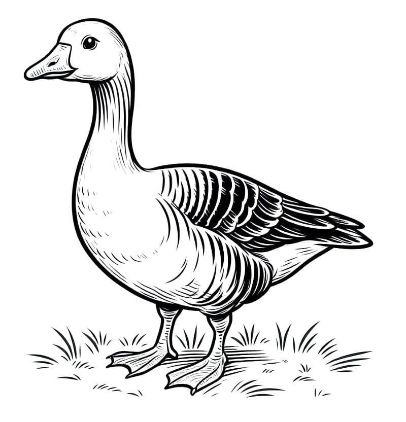 Zdarma Husa pro Děti omalovánka