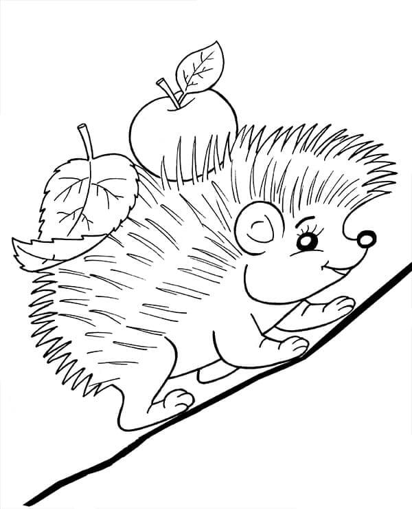 Zdarma Ježek Obrázek omalovánka