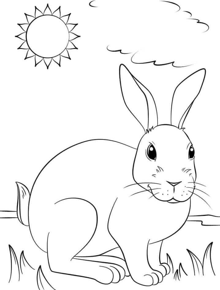Zdarma Králík Obrázek omalovánka