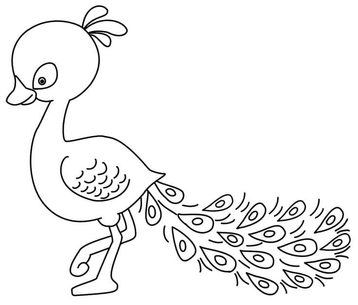 Mladý Páv omalovánka