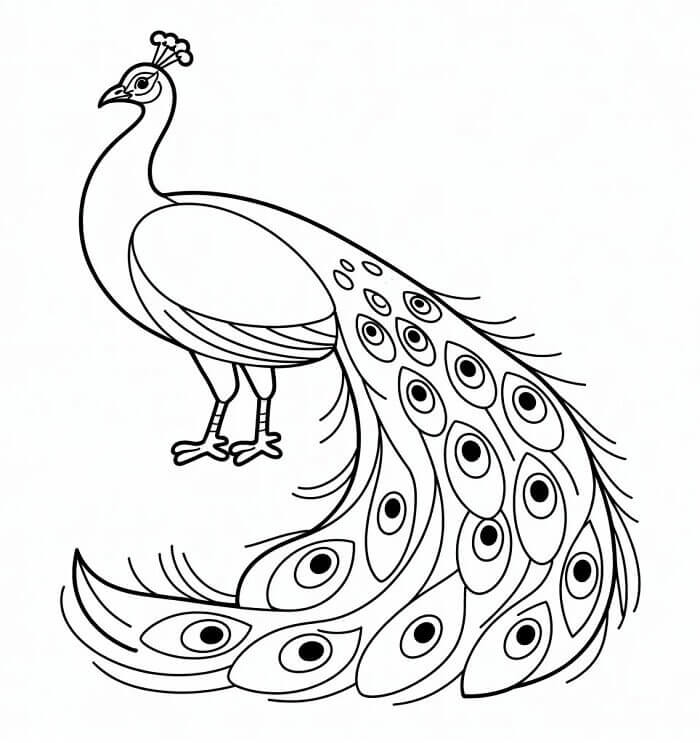 Páv Zdarma omalovánka