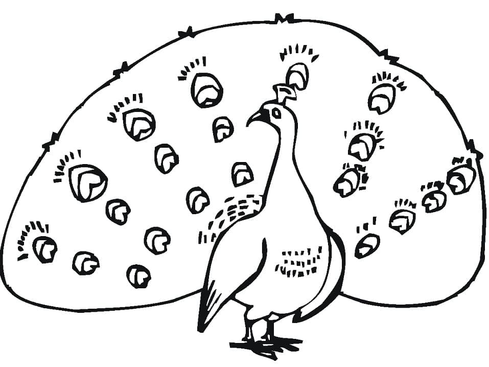 Tisknutelný Páv omalovánka