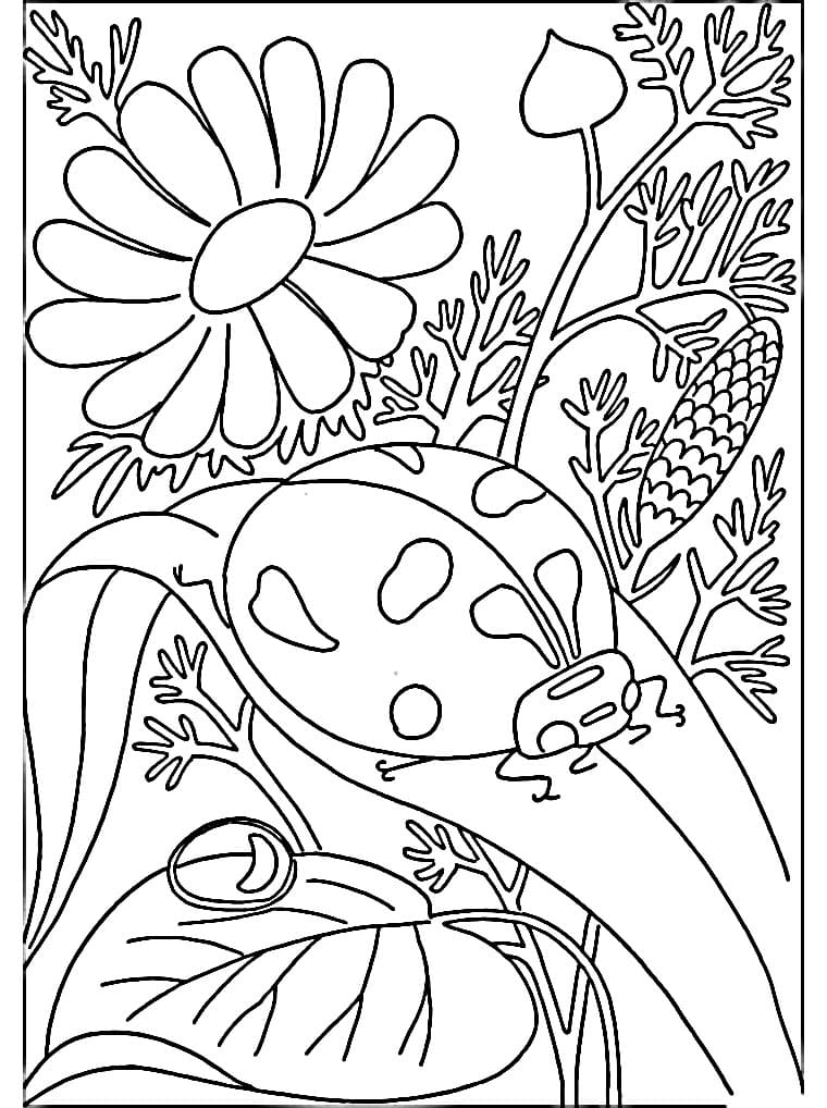 Beruška 2 omalovánka