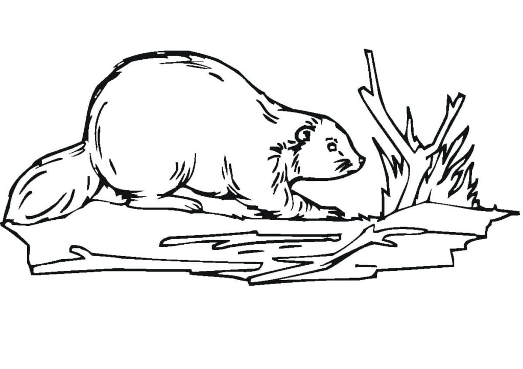 Omalovánka Běžný Bobr
