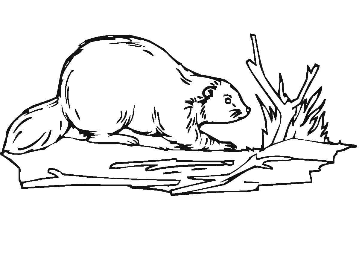 Běžný Bobr omalovánka