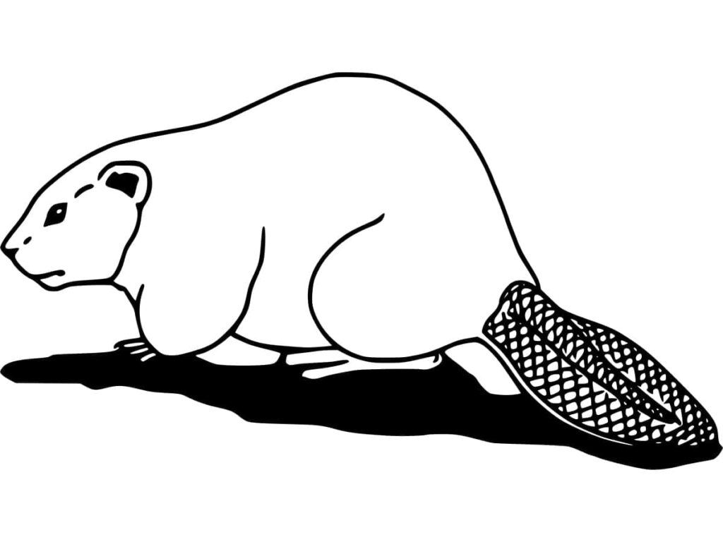 Omalovánka Kráčející Bobr