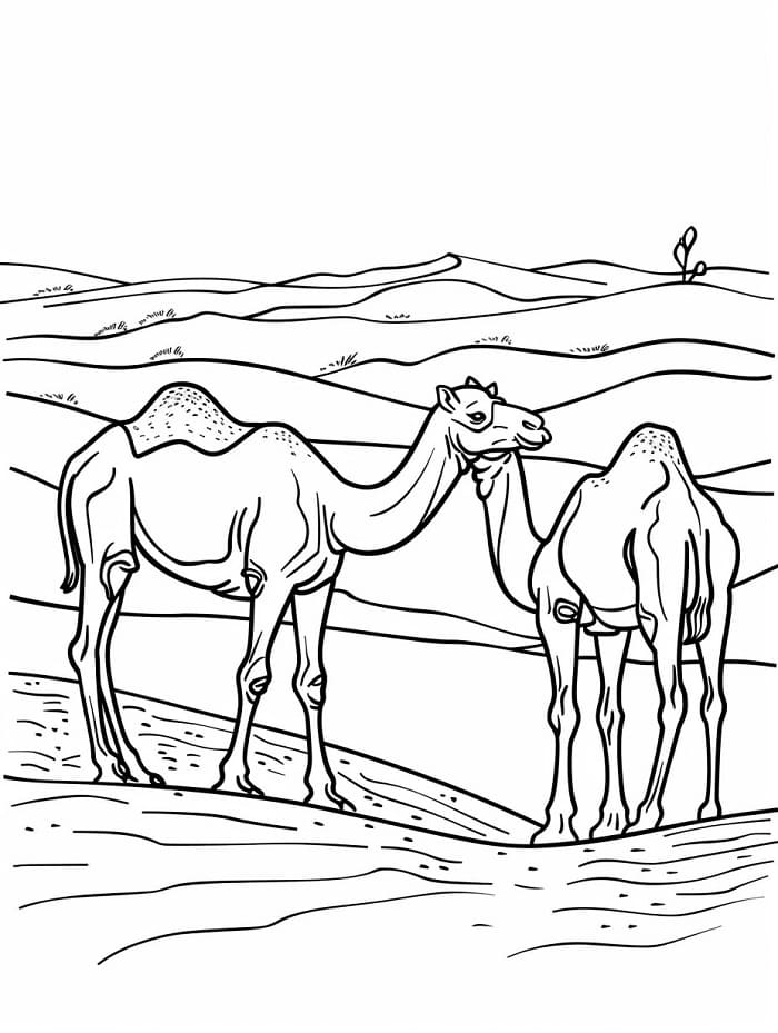 Krásný Velbloud omalovánka