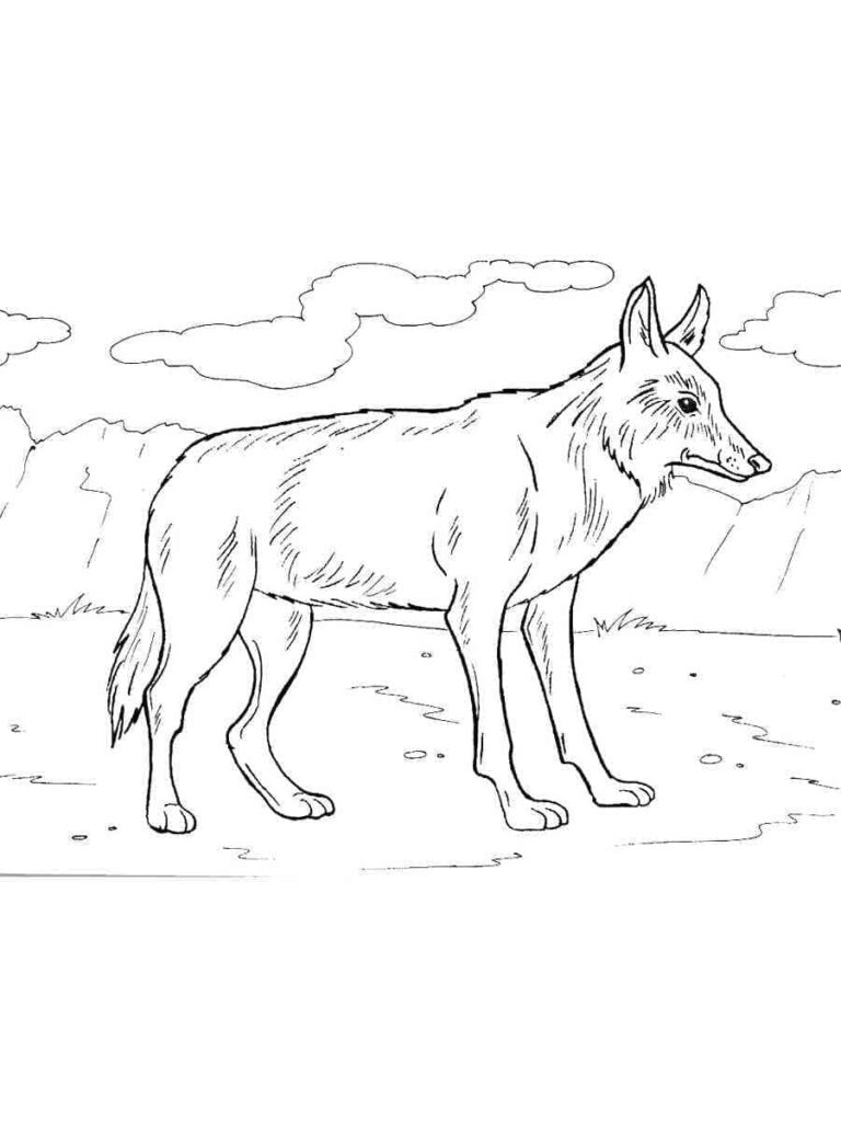 Omalovánka Kresba Kojota