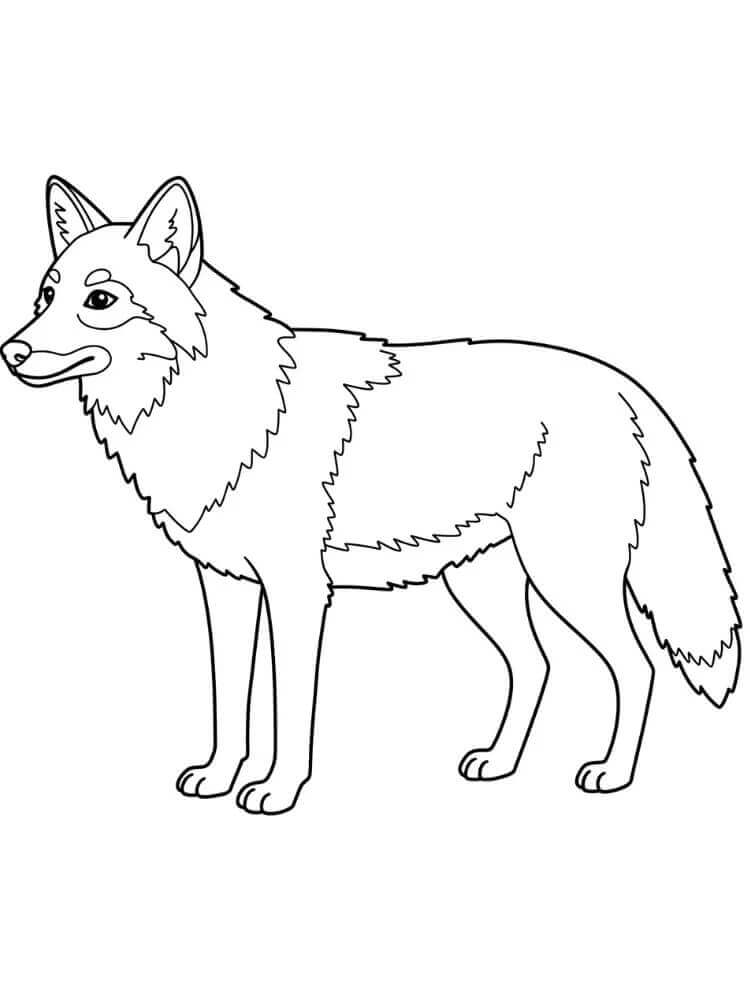 Normální Kojot omalovánka