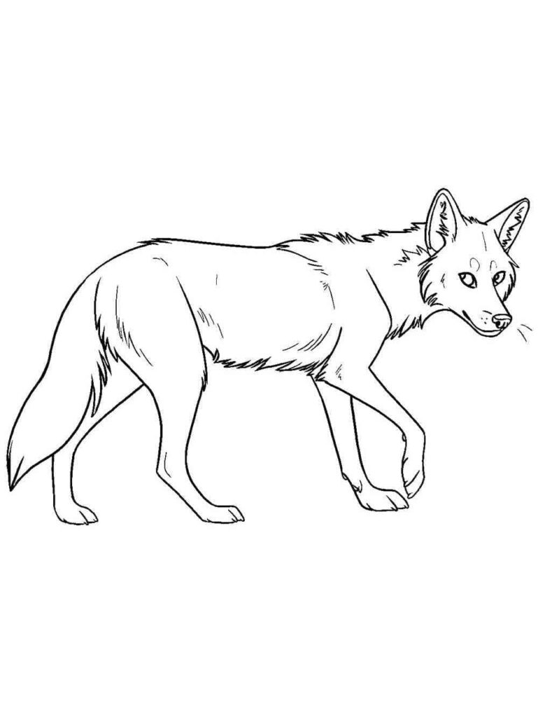 Omalovánka Obrázky Kojota