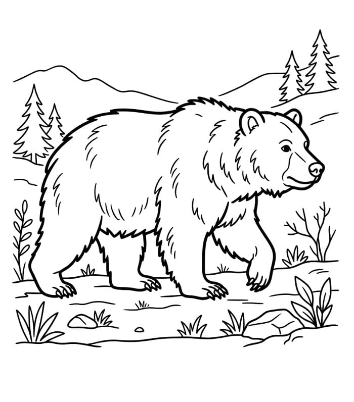 Pěkný Medvěd omalovánka